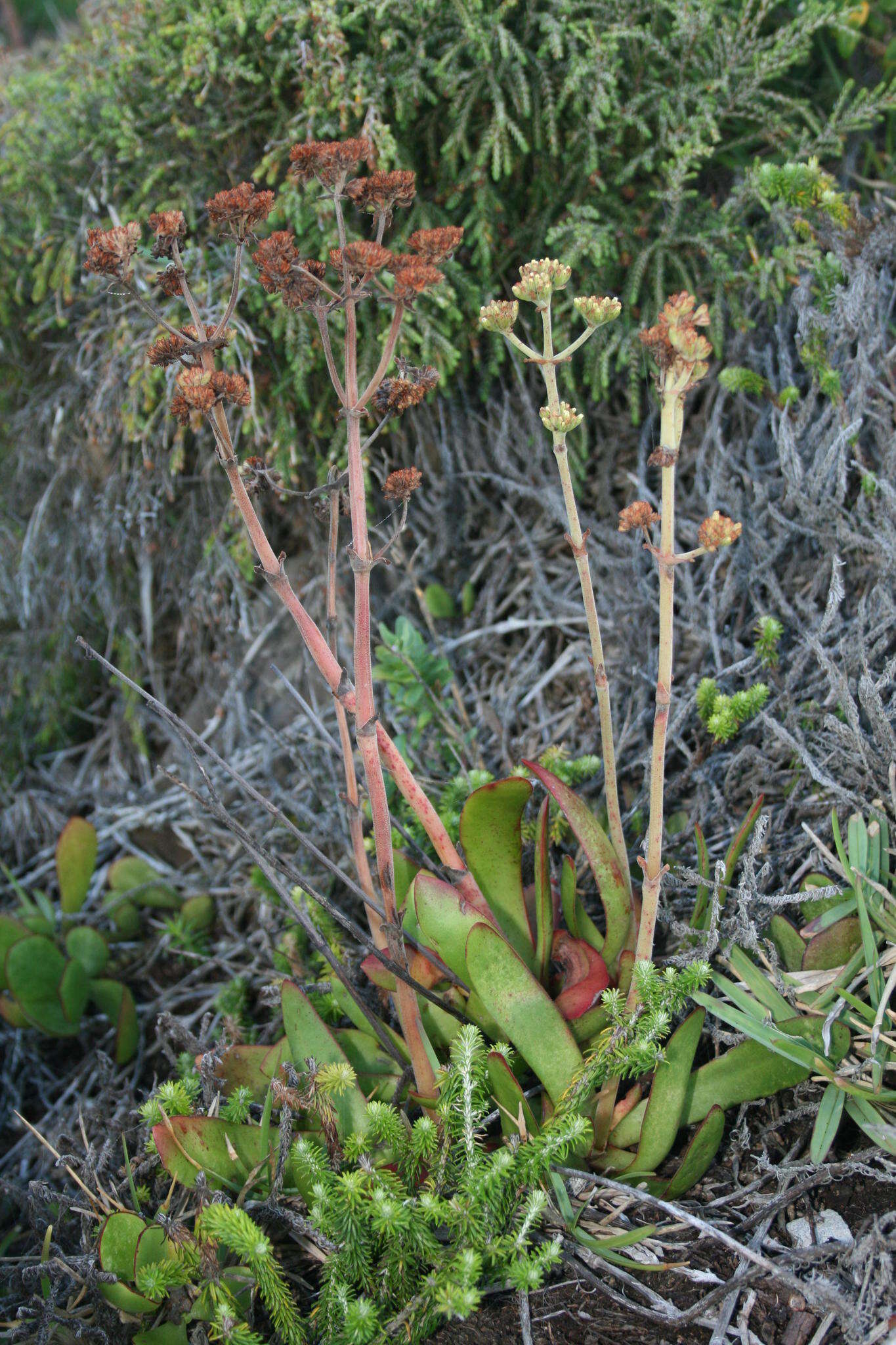 Image of <i>Crassula <i>nudicaulis</i></i> var. nudicaulis