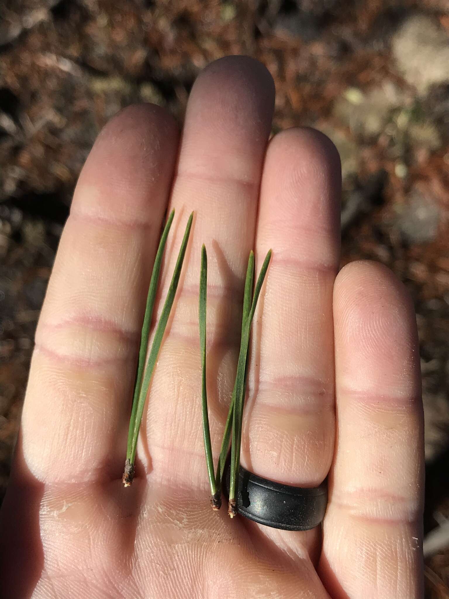 Image of Hickory Pine