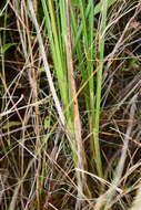 Image of Allium sacculiferum Maxim.