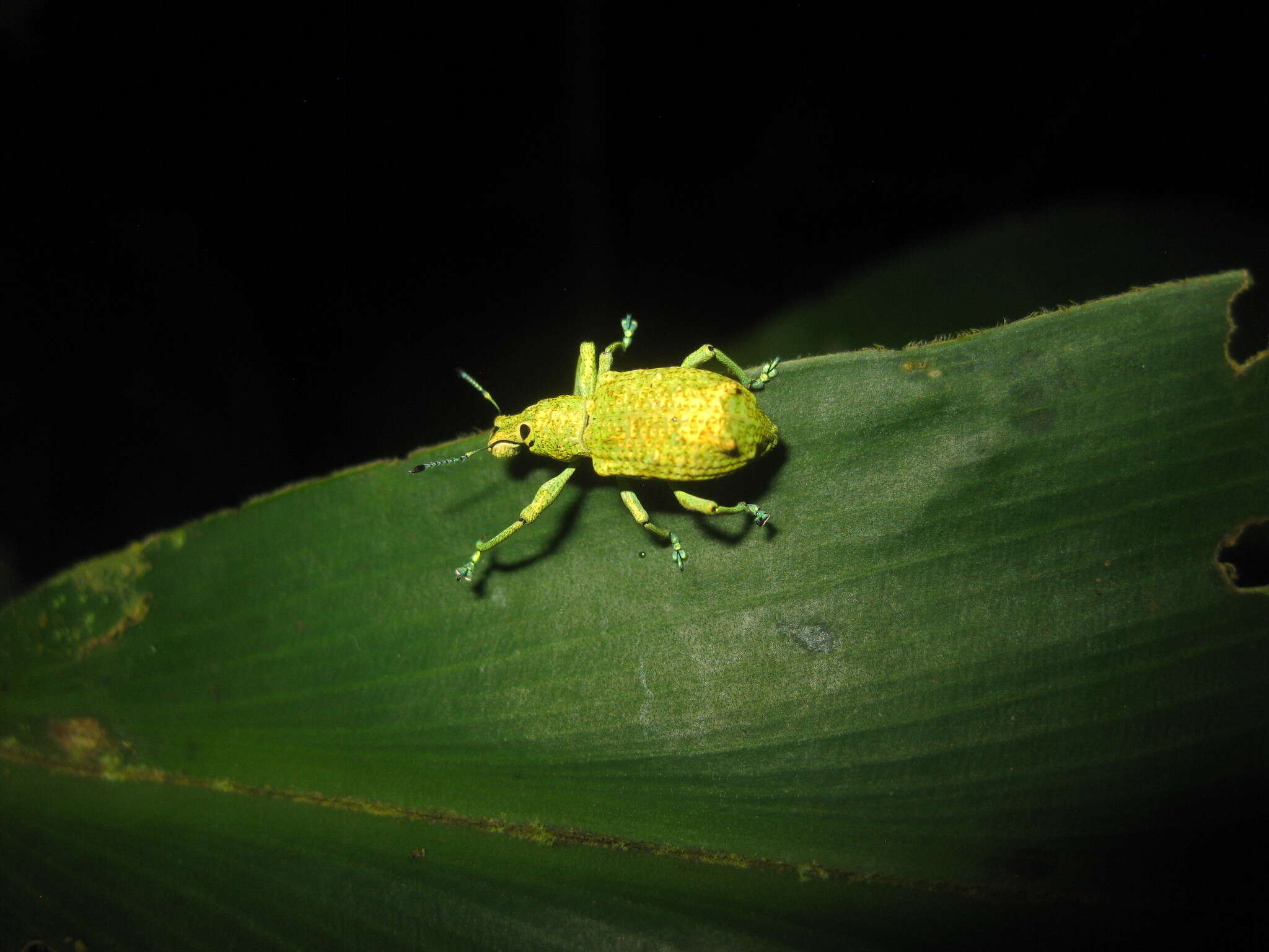 Image of Rhigus speciosus (Linnaeus 1758)