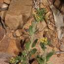 Image of Euploca campestris (Griseb.) Diane & Hilger