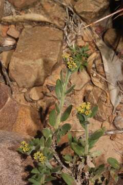 Image of Euploca campestris (Griseb.) Diane & Hilger