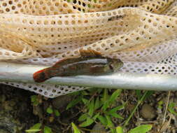 Image of <i>Etheostoma starnesi</i>