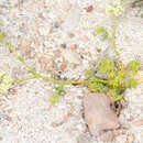 Image of Trachyspermum pimpinelloides H. Wolff