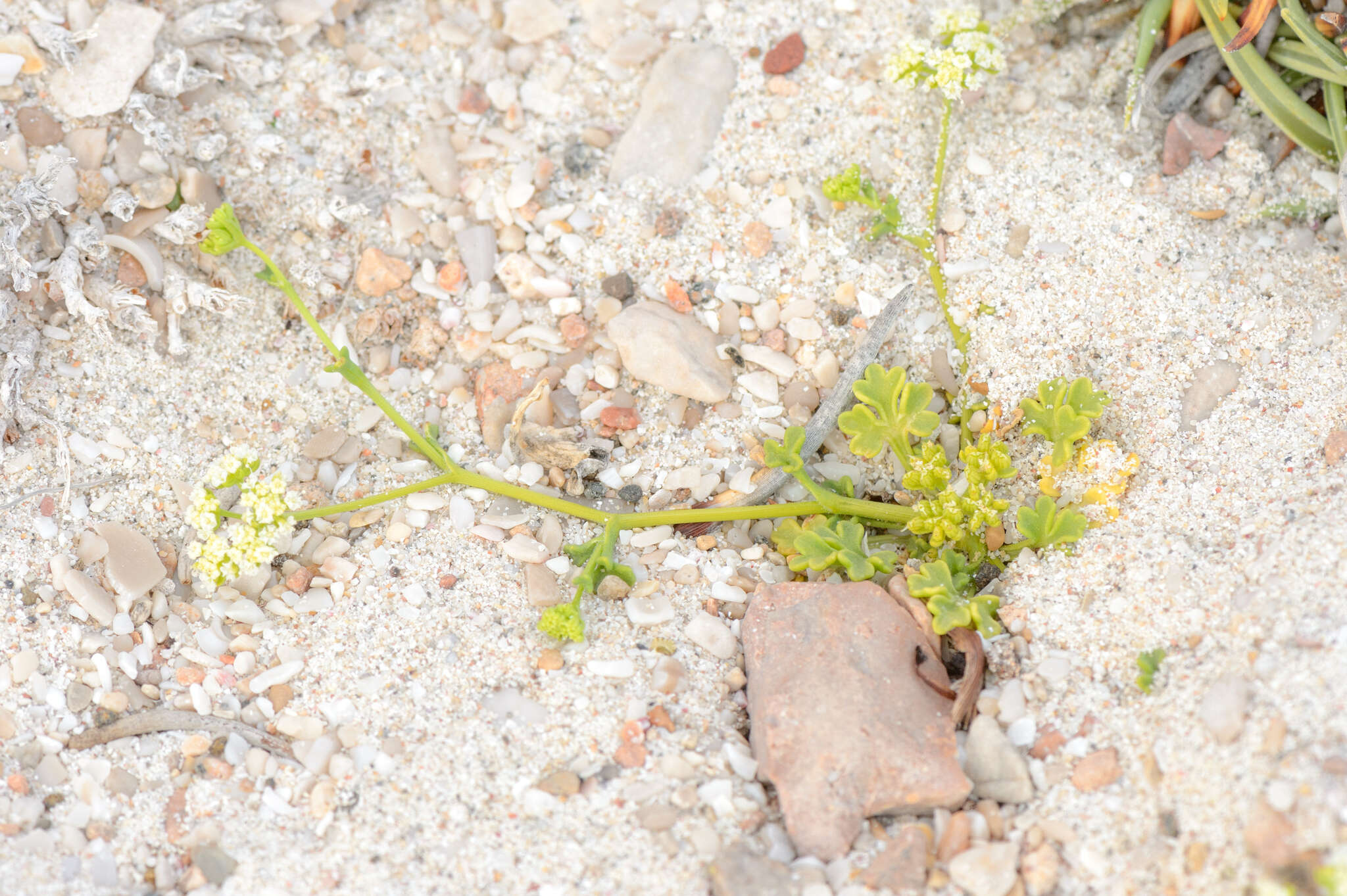 Image of Trachyspermum pimpinelloides H. Wolff