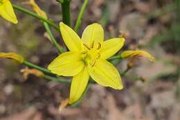 Imagem de Bulbine glauca (Raf.) E. M. Watson