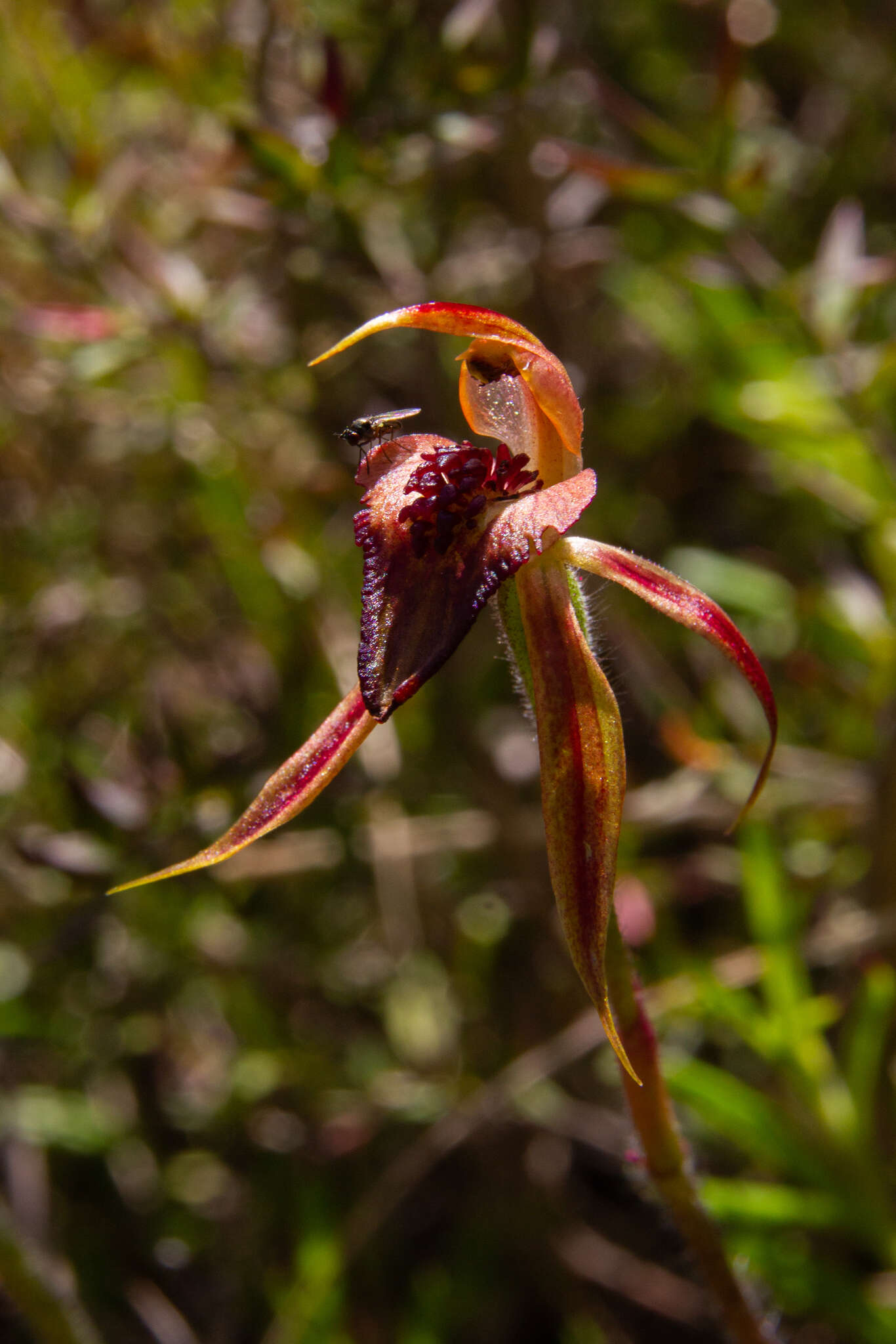 Imagem de Caladenia tessellata Fitzg.