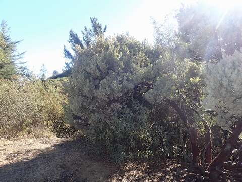 Image of Sonoma manzanita