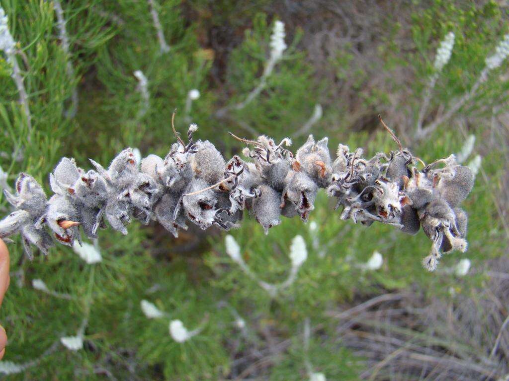 Imagem de Paranomus dispersus Levyns