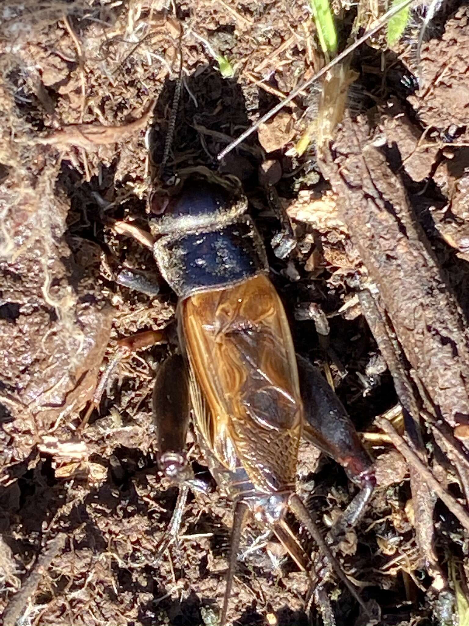 Image of Variable Field Cricket