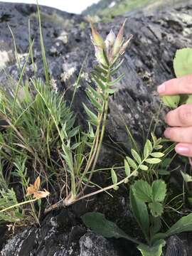 Слика од Oxytropis campestris var. johannensis Fernald