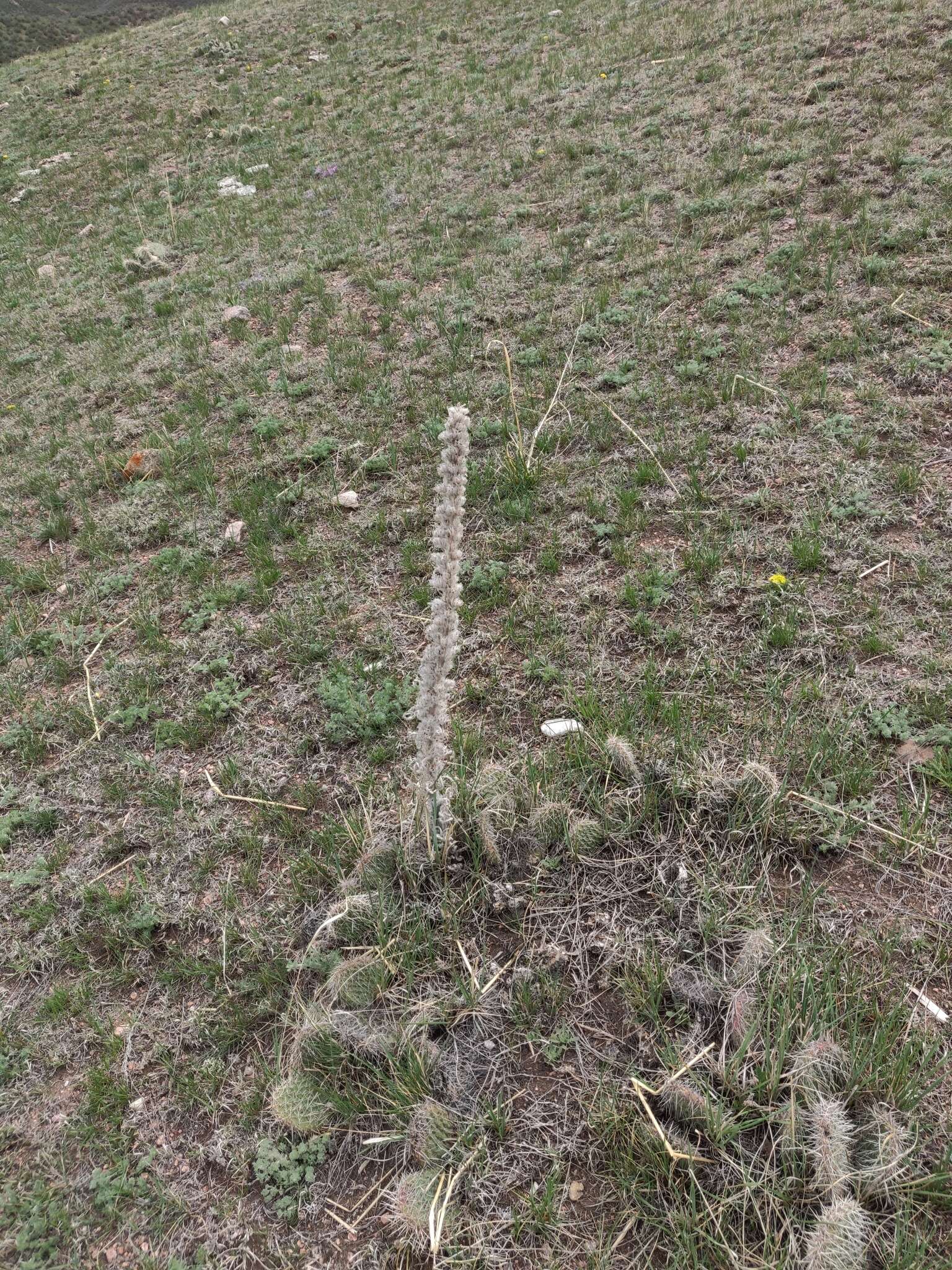 Image of miner's candle