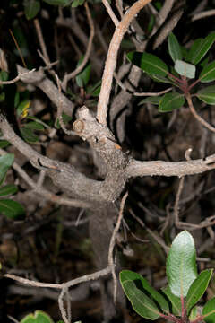 Imagem de Arbutus tessellata P. D. Sørensen