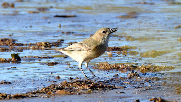 صورة Pachycephala lanioides Gould 1840