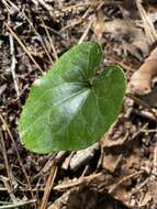 Image of North Fork heartleaf