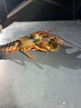 Image of Chattooga River Crayfish