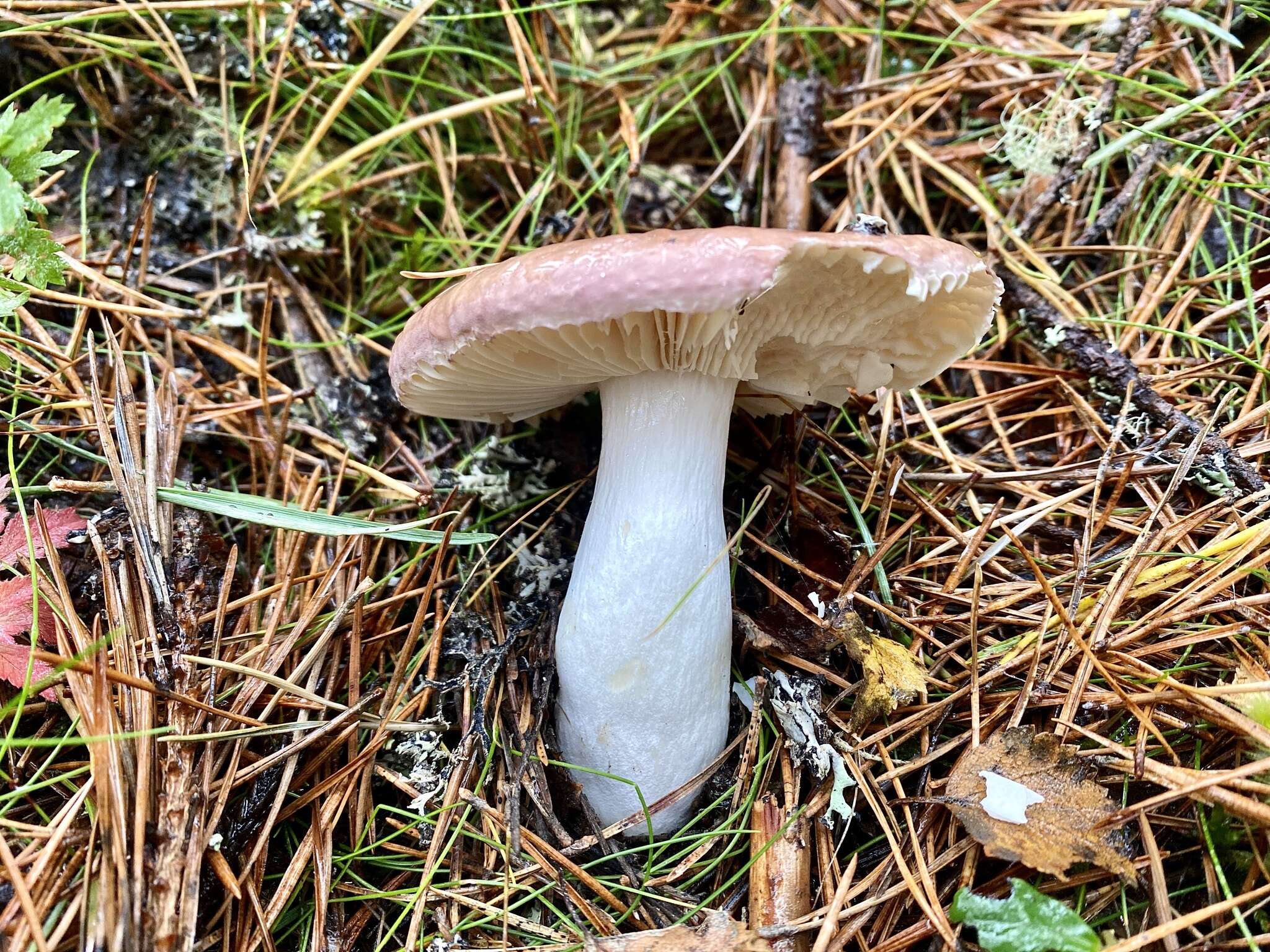 Image of Russula betularum Hora 1960