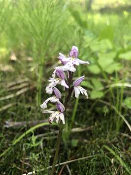 Galearis rotundifolia (Banks ex Pursh) R. M. Bateman resmi