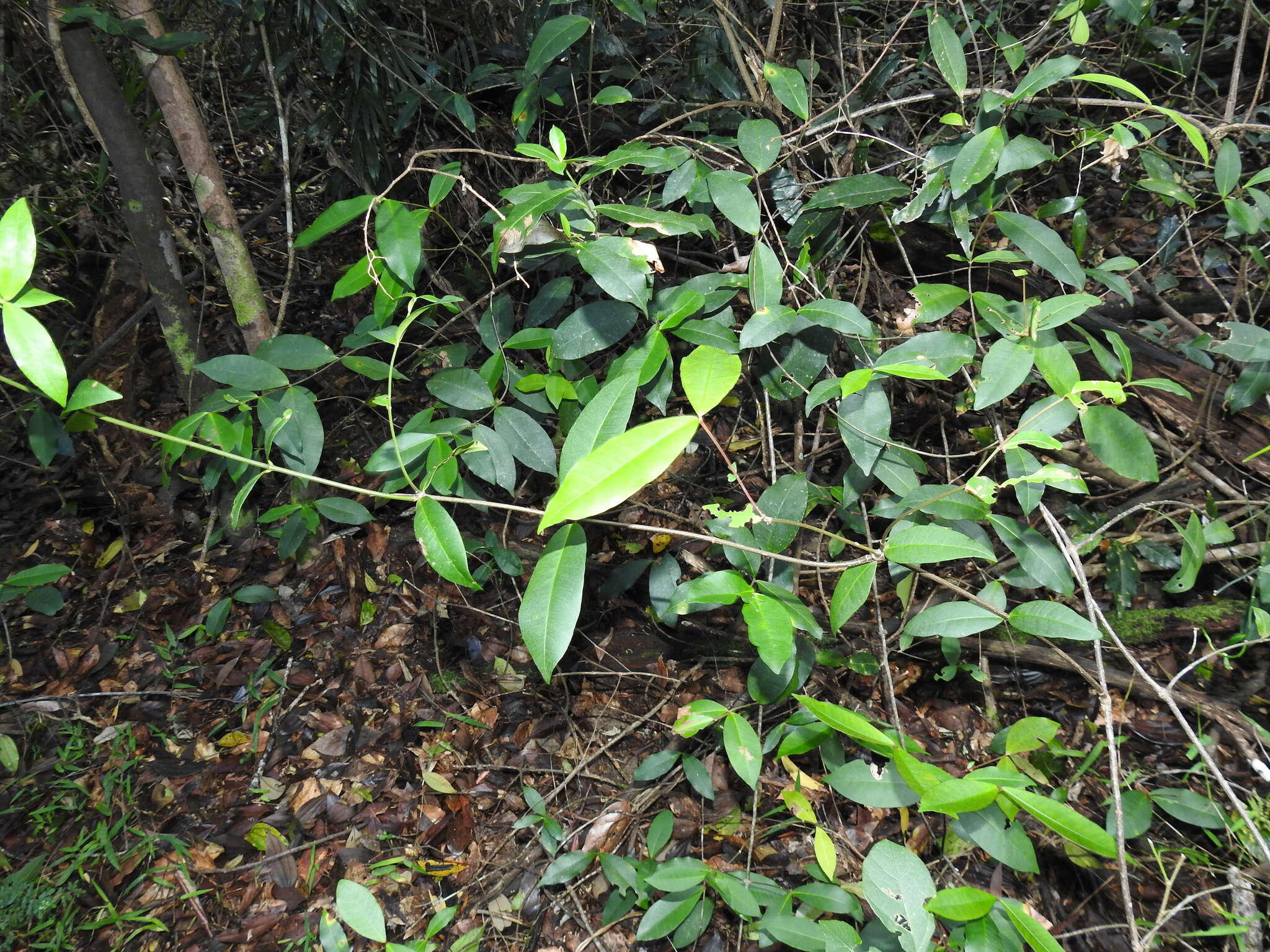 Image de Melodinus australis (F. Müll.) Pierre