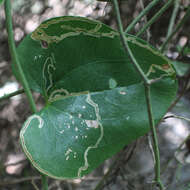 Image of Marmara smilacisella (Chambers 1875)