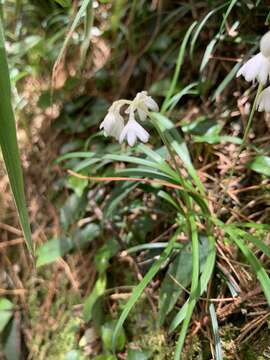 Image of Ophiopogon intermedius D. Don