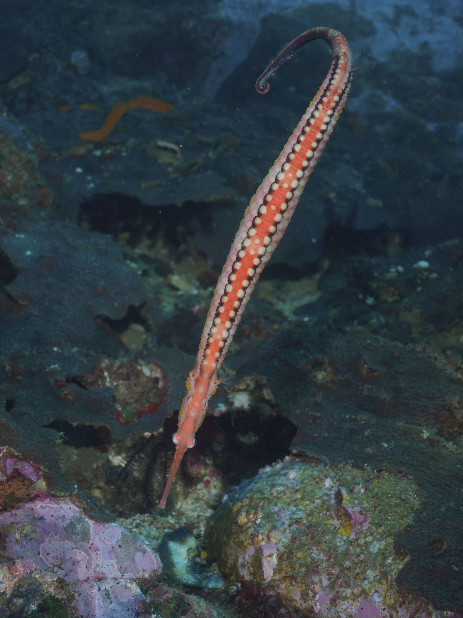 Image of Duncker&#39;s pipefish