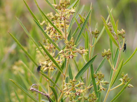 Image of Cynanchum appendiculatum Choux