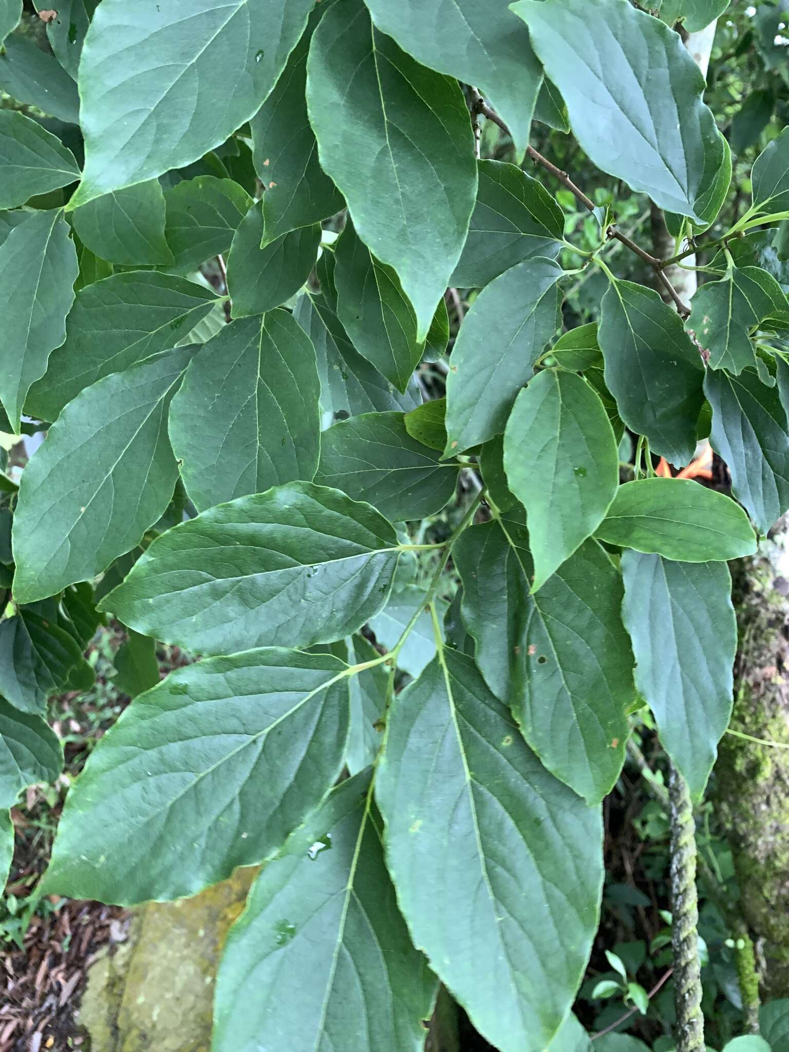 Image of Diospyros oldhamii Maxim.