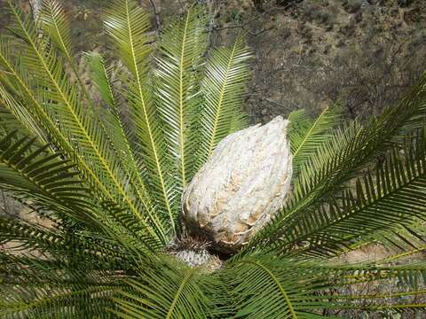 Image of Cycad