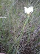 Image of Moraea villosa subsp. villosa