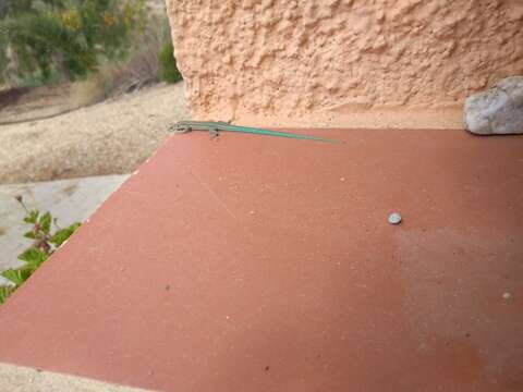 Image of Iberian Wall Lizard