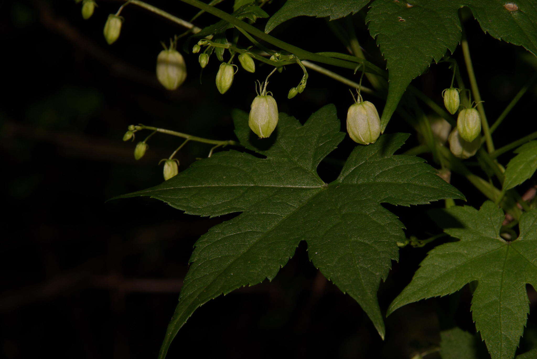 Image of Ceratiosicyos laevis (Thunb.) A. Meeuse