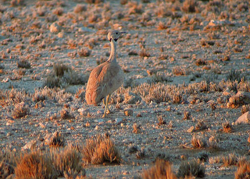 Imagem de Eupodotis vigorsii namaqua (Roberts 1932)