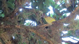 Image of Yellow-winged Vireo
