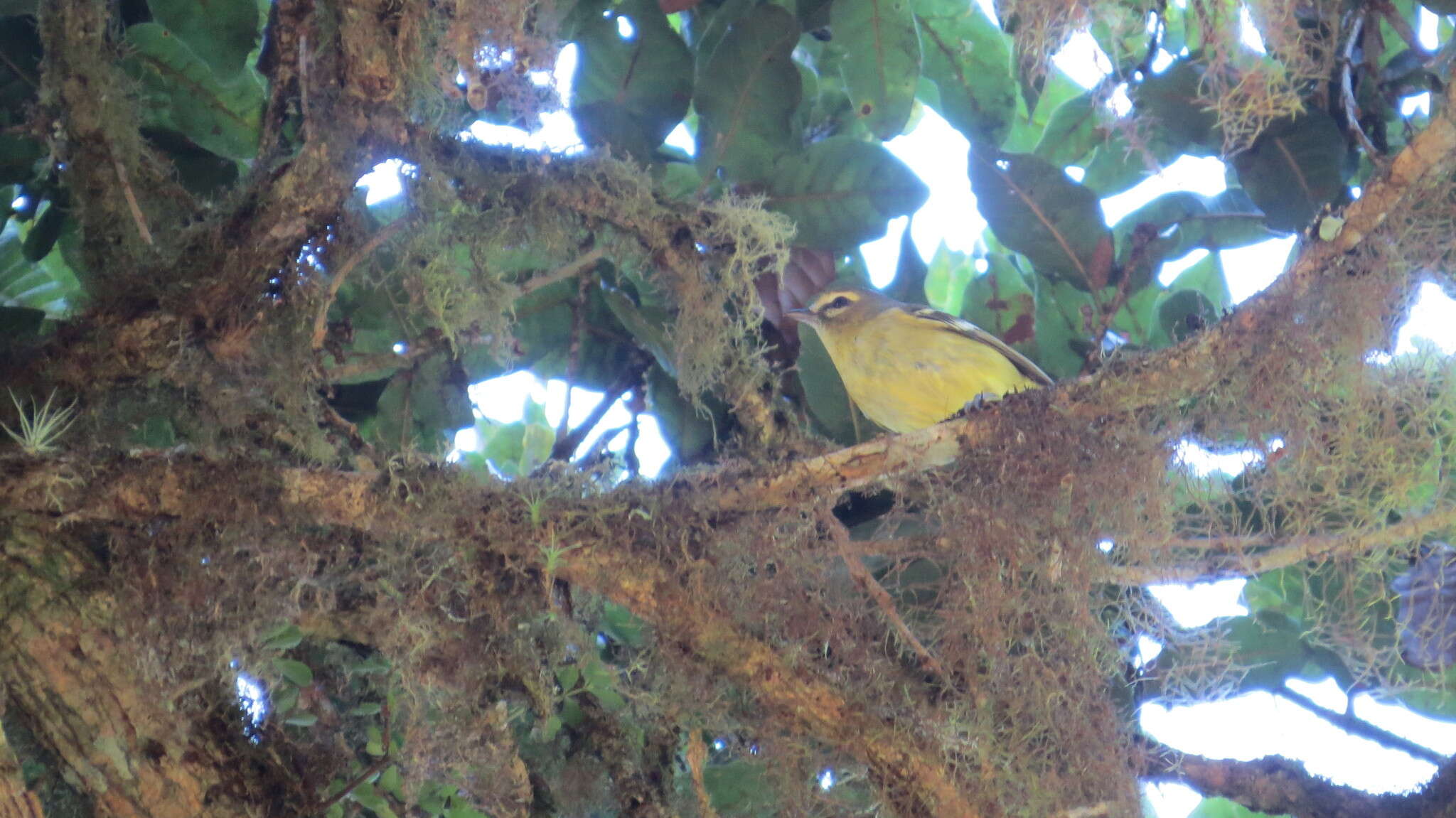 Plancia ëd Vireo carmioli Baird & SF 1866