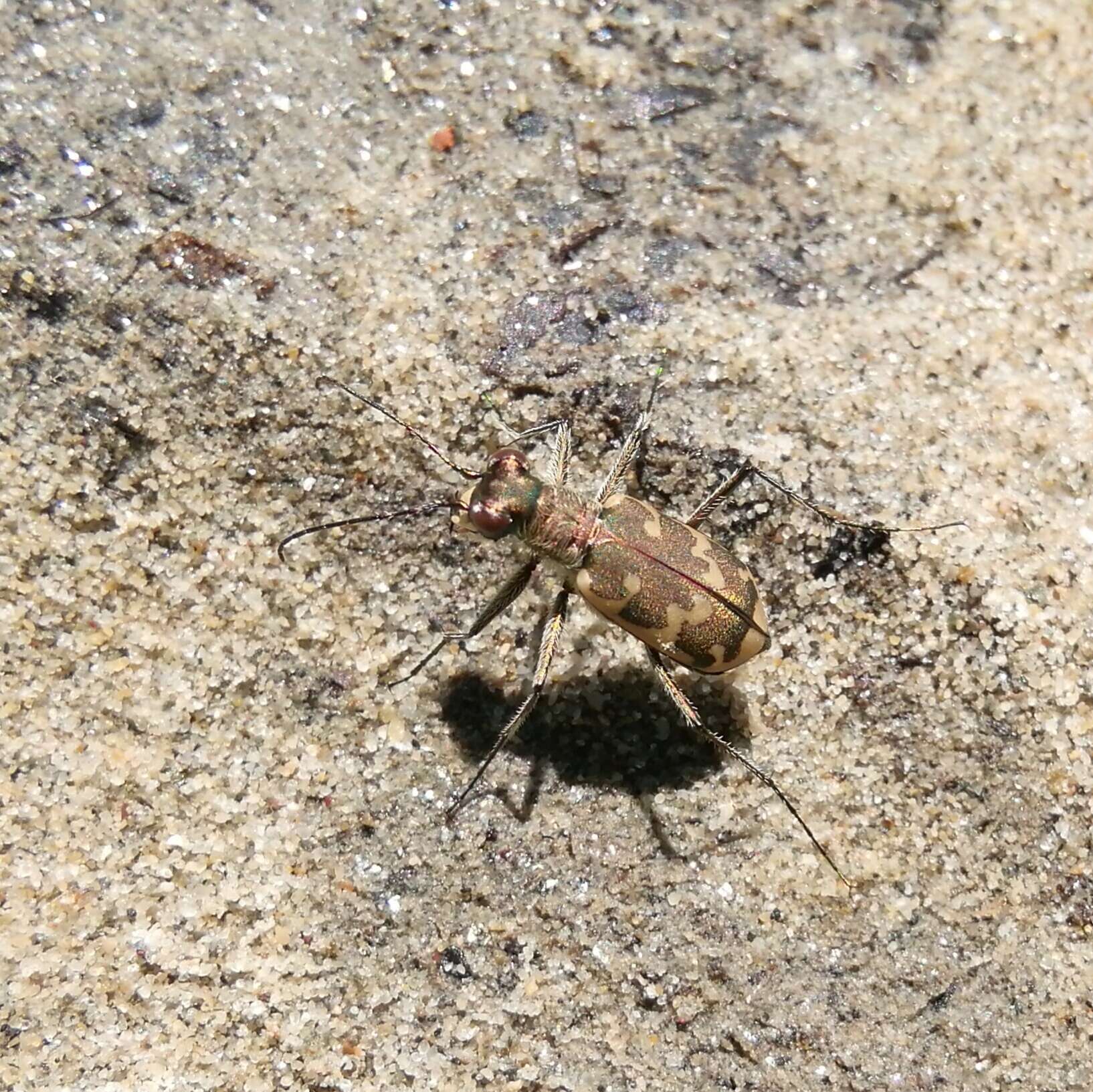 Sivun Cylindera (Eugrapha) arenaria viennensis (Schrank 1781) kuva