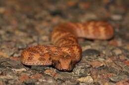 Image of Papuan Death Adder