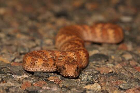 Imagem de Acanthophis rugosus Loveridge 1948