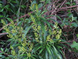 Слика од Dracaena angustifolia (Medik.) Roxb.