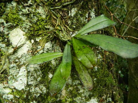 Image of Aerangis mystacidii (Rchb. fil.) Schltr.