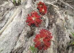 Image of Drosera graomogolensis T. Silva