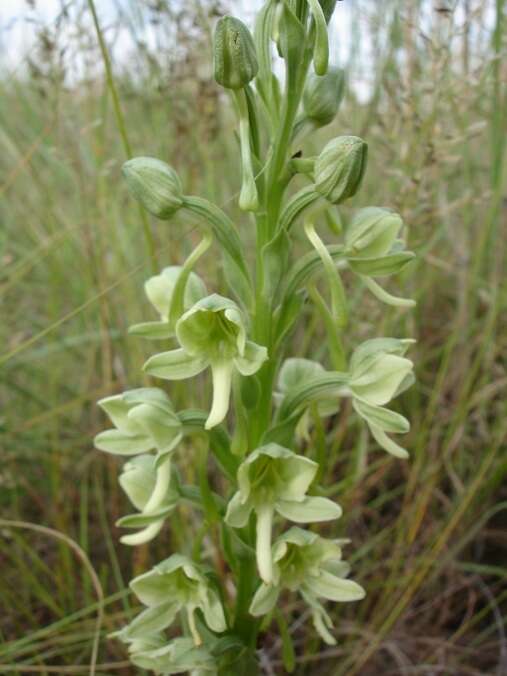 Image of Habenaria epipactidea Rchb. fil.