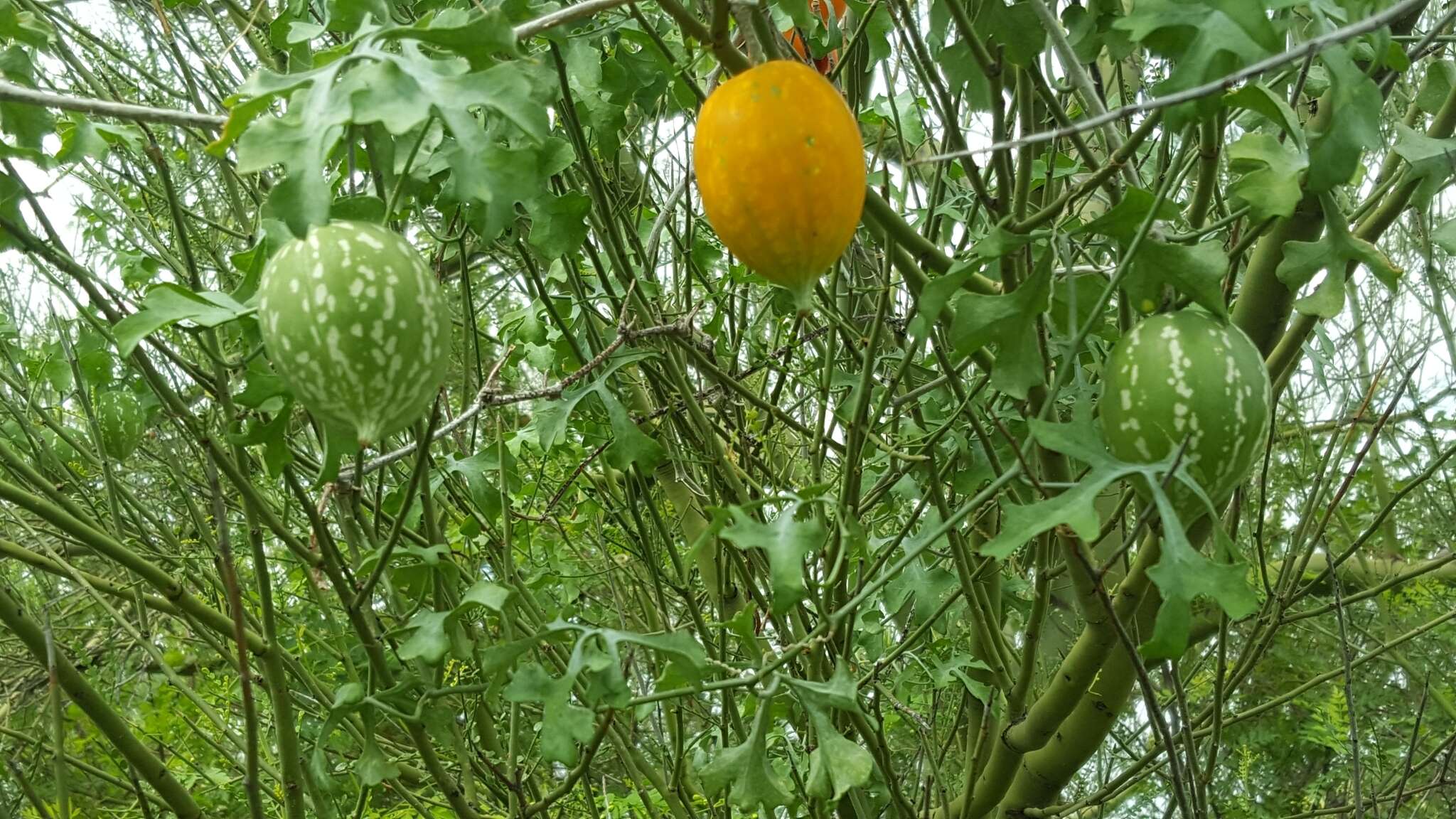 Image of Ibervillea sonorae (S. Watson) Greene