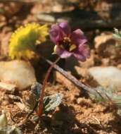 Imagem de Diascia capensis (L.) Britten