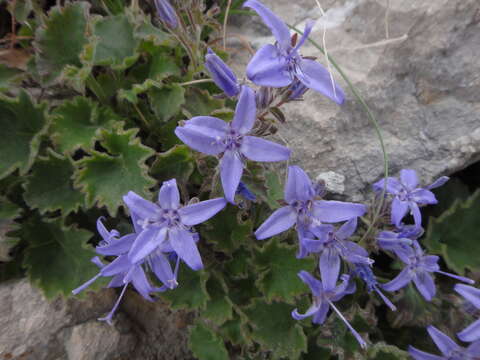 Image de Campanula fenestrellata subsp. istriaca (Feer) Damboldt