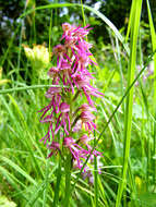 Image of Orchis bergonii Nanteuil