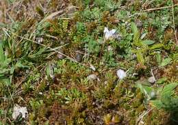 Image of Wahlenbergia pygmaea subsp. pygmaea