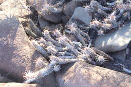 Imagem de Mammillaria poselgeri Hildm.