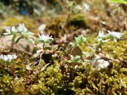 Image of Sedum arenarium Brot.