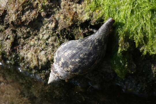 Слика од Fasciolaria tulipa (Linnaeus 1758)